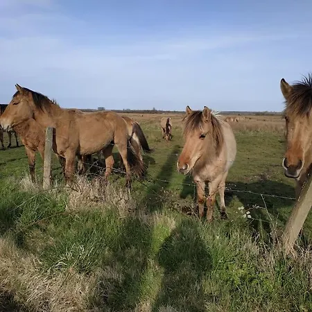 Les Amoureux De La Baie شقة *